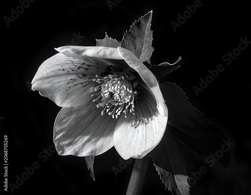 Black and White Close-up of a Delicate Hellebore Flower in Bloom.