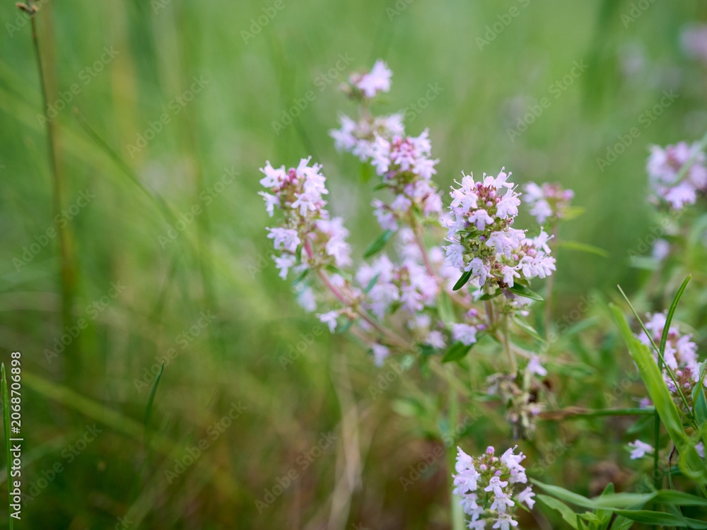 Obraz premium Flowering thyme (Thymus serpyllum) in a sunny meadow with a blurred background.