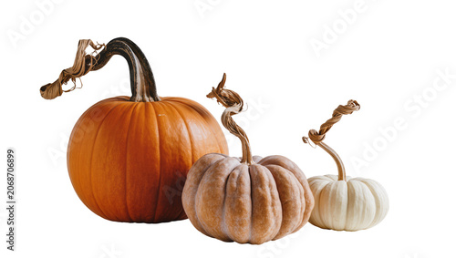Foto Orange tan, and white pumpkins with twisted stems