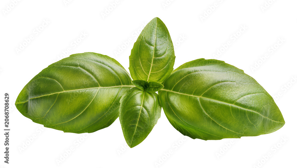 Fototapeta premium Fresh green basil leaves with visible veins