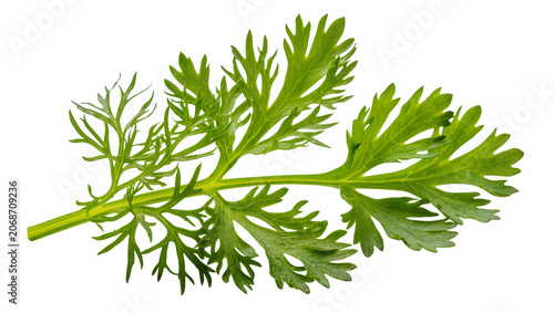 Fotografie Green fern-like leaves with serrated edges on a stem