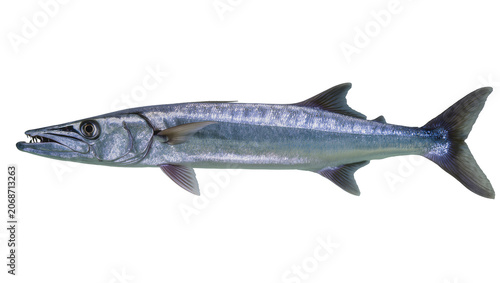 Fotografie Great Barracuda fish with sharp teeth and silver scales
