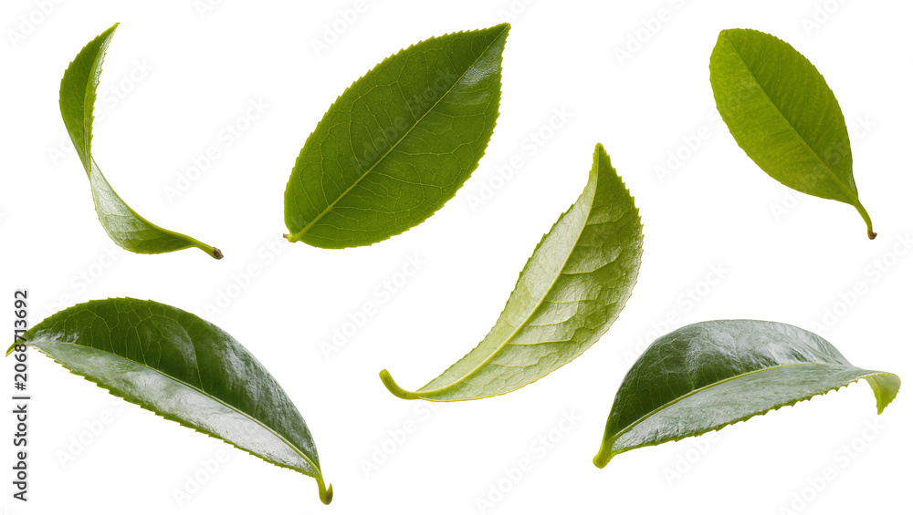 Naklejka premium Fresh green tea leaves collection
