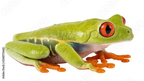 Valokuva Green red-eyed tree frog with orange feet and large eyes