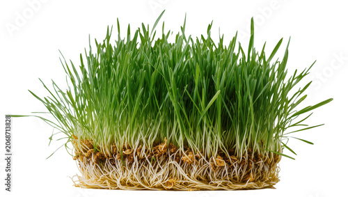 Obraz na płótnie Fresh green wheatgrass with visible roots and seeds