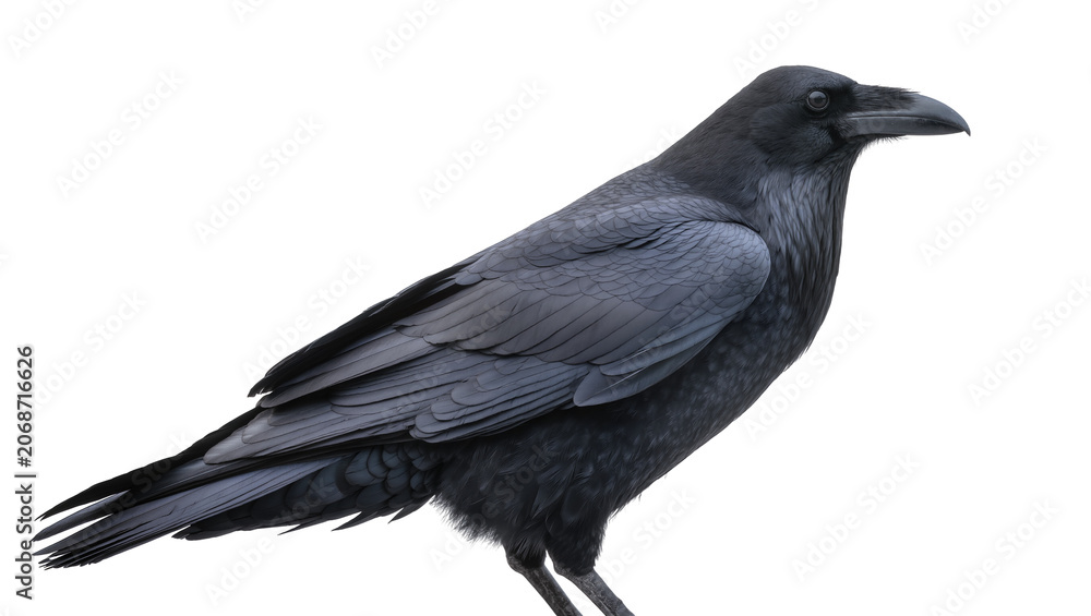 Obraz premium Black raven bird with dark grey feathers and sharp beak