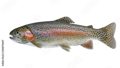 Foto Rainbow trout fish with pink stripe and black spots
