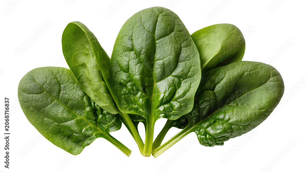 Fototapeta premium Fresh green spinach leaves, healthy food ingredient