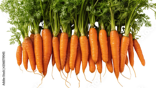 Schilderij op canvas Fresh orange carrots with green leafy tops