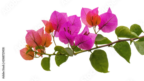 фотографія Bougainvillea branch with pink and orange bracts and green leaves