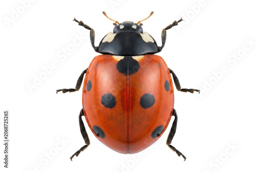 Foto Detailed Overhead View of a Seven Spot Ladybug Macro Photography
