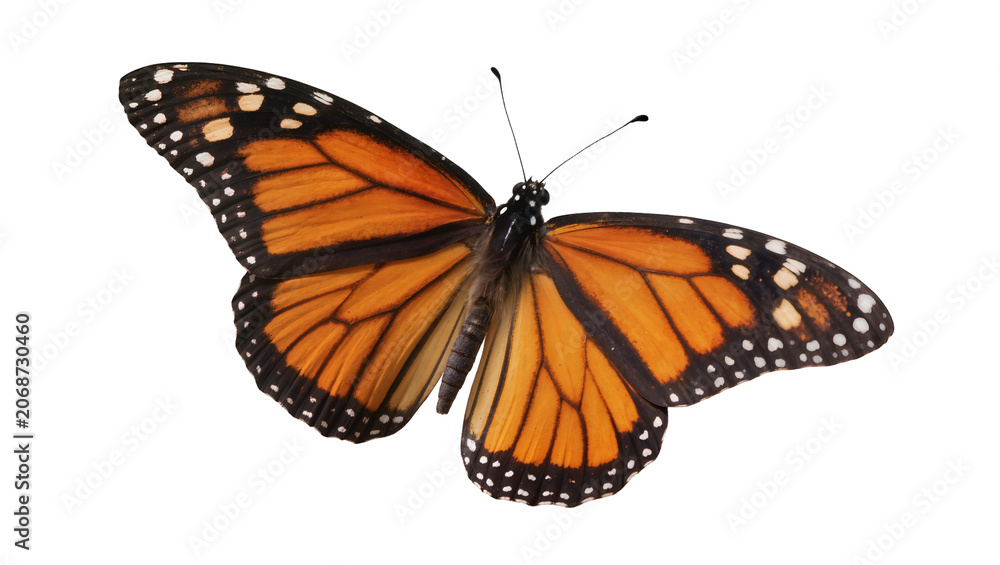 Obraz premium Monarch butterfly with orange and black wings
