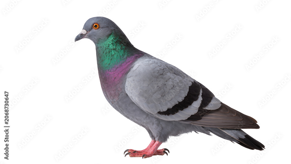Obraz premium Rock dove pigeon with iridescent neck feathers