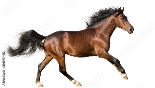Cuadro en lienzo Brown horse with black mane and tail galloping