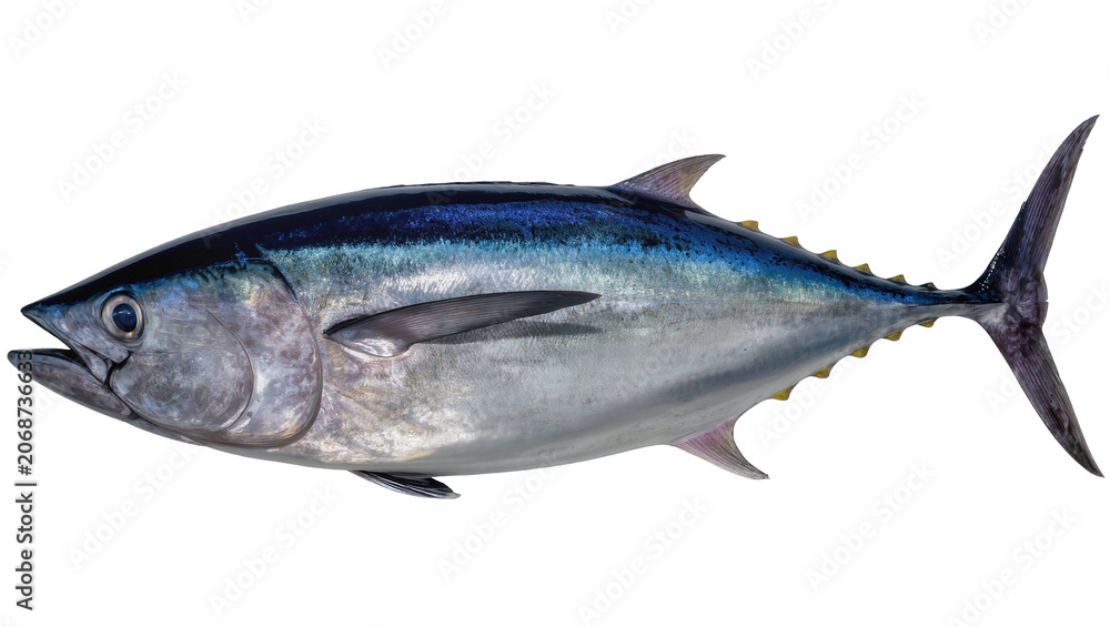 Obraz premium Bluefin tuna fish with silver and blue scales