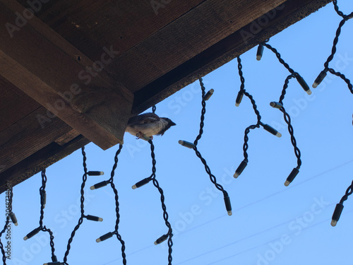 Photos Pequeño gorrión posado bajo un tejado de madera junto a guirnaldas de luces apagadas, con un cielo azul despejado de fondo