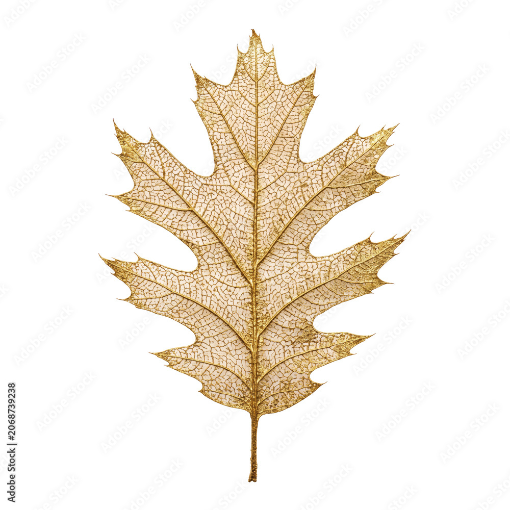 Fototapeta premium Gold Painted Skeletal Oak Leaf for Fragile Luxurious Autumn Conceptual Art