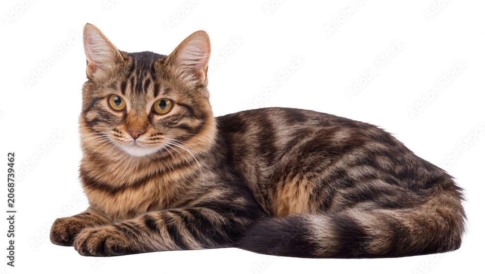 Fototapeta premium Tabby cat with brown and black stripes lying down