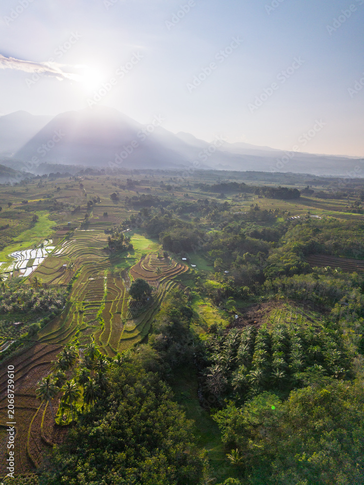Obraz premium Terraced Rice Fields at Sunrise in Indonesia. Beautiful panoramic view of terraced rice fields surrounded by lush tropical greenery and palm trees
