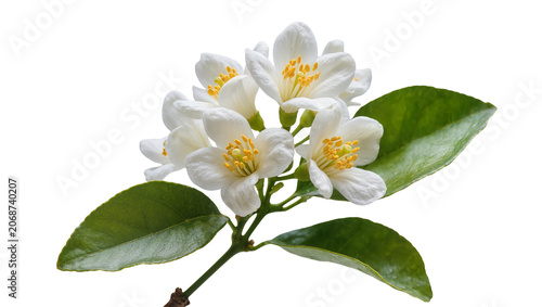 Fotografie White orange blossoms with green leaves on stem