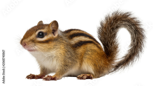 Foto Chipmunk with striped fur and bushy tail sitting