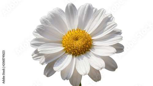 Fotografie White daisy flower with yellow center