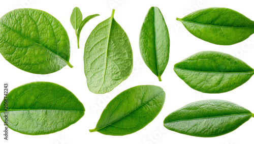 Collection of fresh green leaves with visible veins