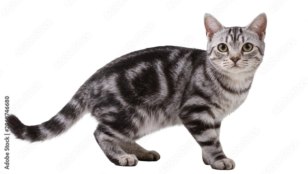 Fototapeta premium Silver tabby cat with swirling patterns standing