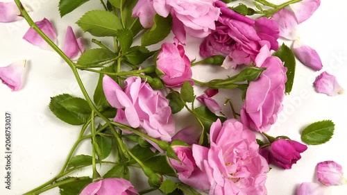 Fresh pink roses and rose petals are on a white table, top view, background