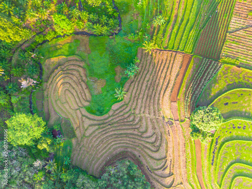 Terraced Rice Fields at Sunrise in Indonesia. Beautiful panoramic view of terraced rice fields surrounded by lush tropical greenery and palm trees