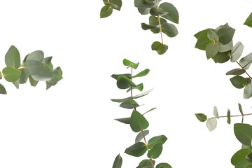 Eucalyptus sprig isolated on a white background.