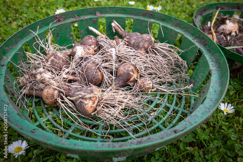 Freshly Dug Flower Bulbs With Roots in Garden Planting Basket