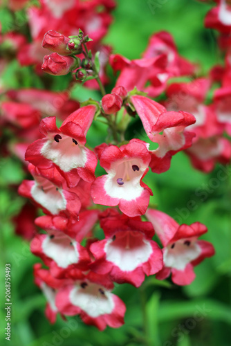 Red and white penstemon hartwegii flowers