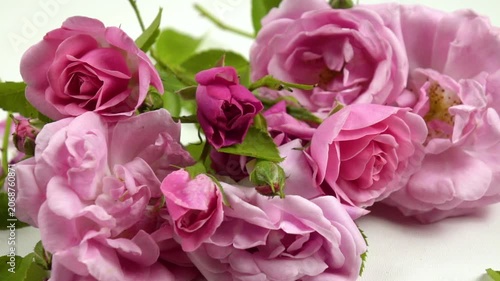 Fresh pink roses and rose petals are on a white table, side view, slow motion