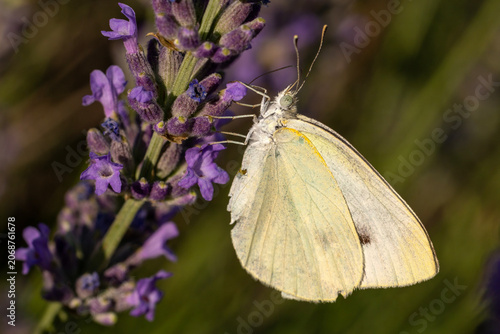 butterfly on a flower
