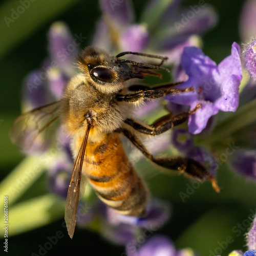 bee on a flower