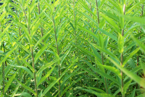 Background with goldenrod plant