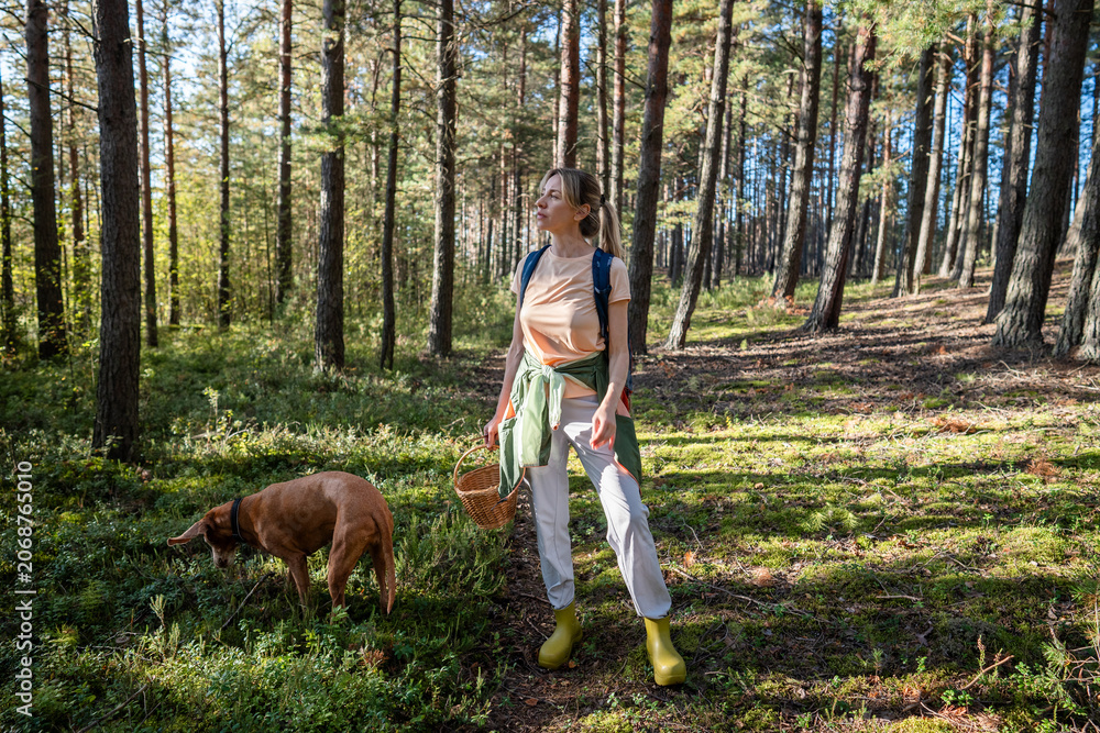 Obraz premium Positive woman mushroom picker enjoying time outdoors on summer day picking Boletus mushrooms in forest, cheerful female pet owner on daily walk with Vizsla dog in woodlands, active healthy pastime.
