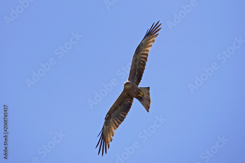 european black kite in gliding flight in search of prey