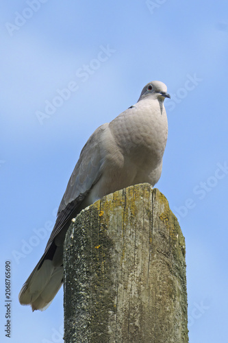 specimen of collared eurasian doves perched on a old palo
