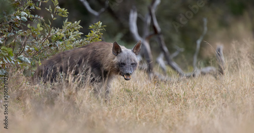 a rare Brown hyena close-up in the bushveld