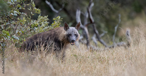 a rare Brown hyena close-up in the bushveld