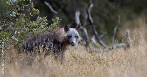 a rare Brown hyena close-up in the bushveld