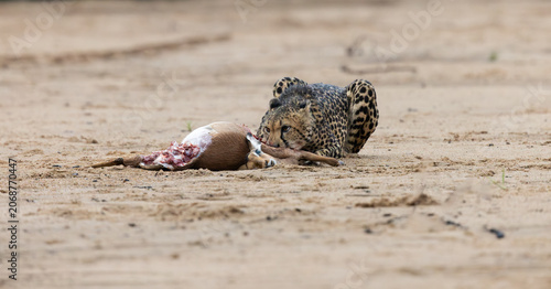 a cheetah with an impala kill in a dry riverbed