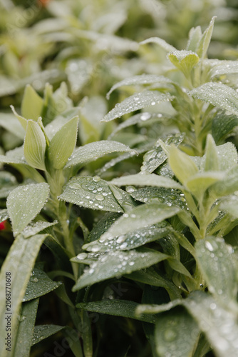 Green leaves with early morning water dew drops