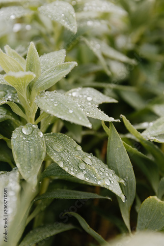 Green leaves with early morning water dew drops