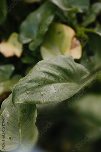 Green leaves with early morning water dew drops