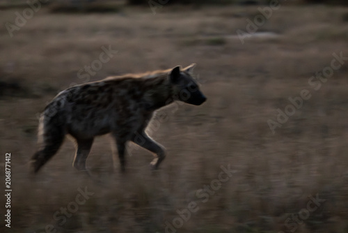 Spotted hyena at day break