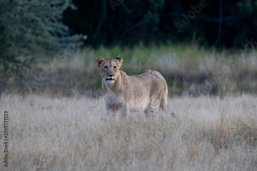 a sub-adult lioness early in the morning