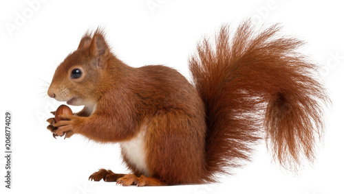Canvastavla Red squirrel holding a nut in its paws